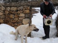 YİYECEK ARAYAN KÖPEĞİN KAFASI TENEKEYE SIKIŞTI