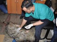Köylüler, Hasta Kurdu Veterinere Götürdü
