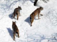 Pülümür Vadisinde 2 Vaşak görüntülendi