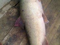 Çemişgezekli balıkçılar 40 kiloluk turna avladı