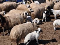 Bahar Geldi Koyunlar Kuzularla Buluştu