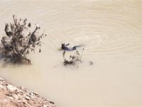 Askeri Helikopter Munzur Çayına Düşen Şahsı Arıyor