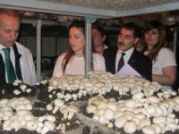 İşsiz Kadınların "Şapkalı Mantar" Umudu