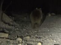 Yolunuza Ayı Çıkarsa