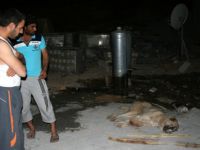 Köpek Kuduz Çıktı, Karantina Başladı