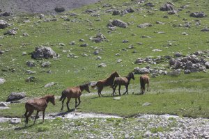 bahar-geldi,-atlar-dogaya-cikti-(3).jpg