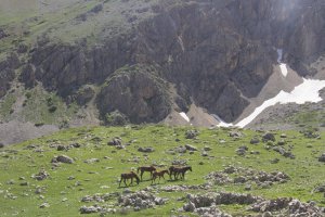 bahar-geldi,-atlar-dogaya-cikti-(4).jpg