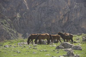 bahar-geldi,-atlar-dogaya-cikti-(5).jpg