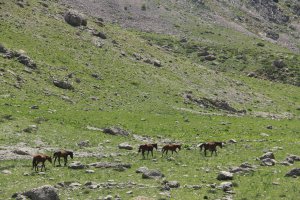 bahar-geldi,-atlar-dogaya-cikti-(6).jpg