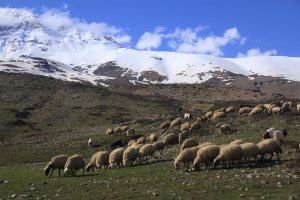 besicilerin-mera-hasreti-son-erdi-(3).jpg