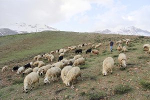 cobanlarin-zorlu-mesaisi-basladi-(3).jpg