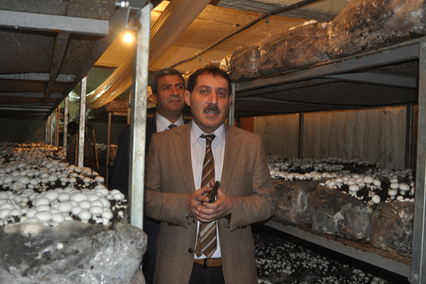 dersimde-kadinlar-mantar-uretiyor-(1).jpg
