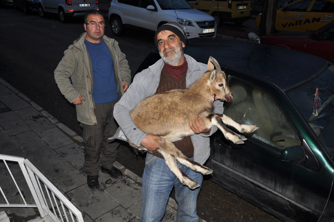 dersimde-vasak-saldirisina-ugrayan-dag-kecisini-vatandaslar-kurtardi-(2).jpg