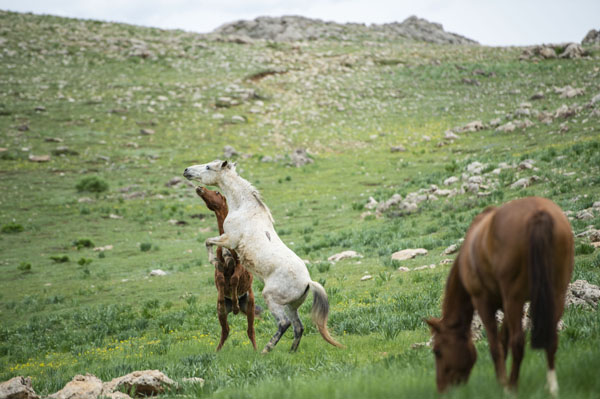 mercan-ve-munzur-daglarindaki-atlar-(3).jpg