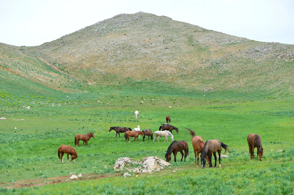 mercan-ve-munzur-daglarindaki-atlar-(4).jpg