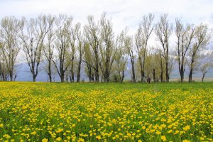 ovacik-dugun-cicekleriyle-renklendi-(10).jpg