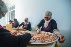 ovacik-kurusu-kadin-eliyle-ekonomiye-kazandiriliyor-(12).jpg