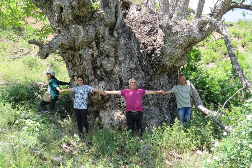 pulumurde-9-metre-22-santimetre-capinda--ceviz-agaci-(1).jpg