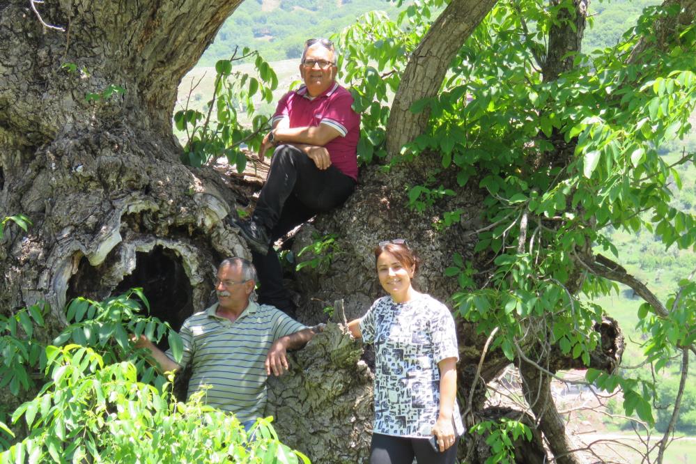 pulumurde-9-metre-22-santimetre-capinda--ceviz-agaci-(2).jpg