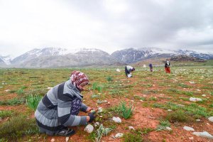 sifa-kaynagi-kengerin-dogadan-sofralara-zahmetli-yolculugu-(7).jpg