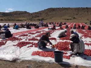 Domatesler ihracat için güneşe serildi: 7 ülkeye gönderilecek