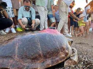 Caretta caretta 'Lara Barış'ın 600 kilometrelik yolculuğunu 29 bin kişi görüntüledi