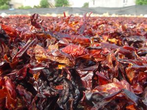 Vazgeçilmez baharat 'Urfa isotu'