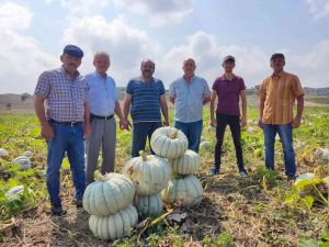 Kızılinler'in bal kabağı Türkiye'nin farklı yörelerindeki sofraları süslüyor