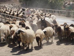 5 aydır yaylada olan göçerler dönüş yolunda