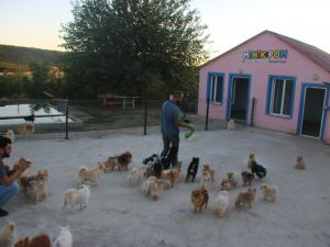 Yurt dışında gördü, Lice'de milyonluk ‘Pomeranian' çiftliği kurdu