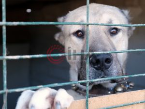 İkinci el otomobil fiyatına kangal