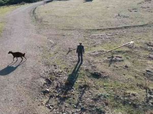Çobanın drone ile imtihanı kamerada
