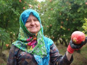 'Deve Dişi' narında üretici bu yıl rekolteden memnun, fiyatlardan değil