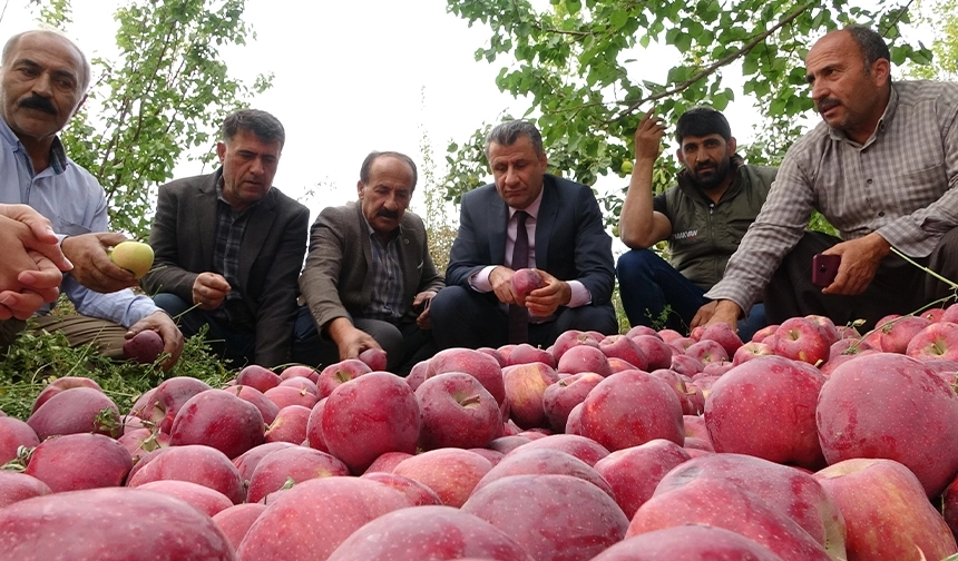 Yüksekova'da elma hasadı