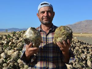 En tatlı hasat yüzleri güldürdü