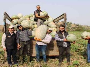 Damakları tatlandıran balkabağının tarladan sofraya yolculuğu başladı