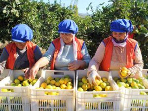 Sarı altın satsumada hasat zamanı