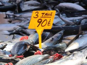 Palamut bereketi devam ediyor: 3 tanesi 90 TL