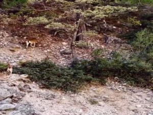 Dağ keçisi sürüsü dron ile görüntülendi