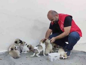 Annelerine araba çarpan yavru köpeklere sahip çıktılar