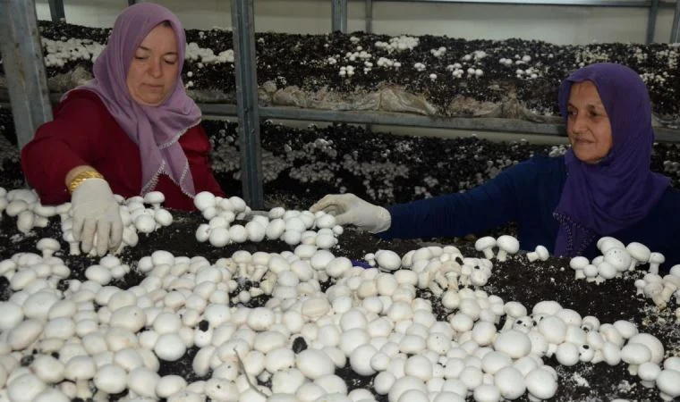 Kurduğu mantar tesisinde taleplere yetişemiyor