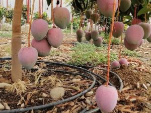 Bir ağacından 190 bin TL gelir sağlanan mango üreticinin yeni gözdesi