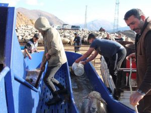 Bayburt’ta ’Küçükbaş Hayvancılıkta Parazit Mücadelesi’ çalışmaları sürüyor