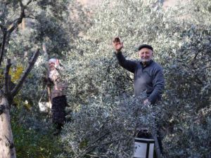 80'i aşan yaşlarına rağmen ağaçların tepesine çıkarak zeytin hasadı yapıyorlar