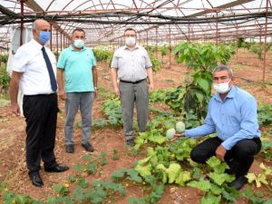 Geleneksel ürünlerde maliyet artınca çiftçiler tropik meyvelere yöneldi