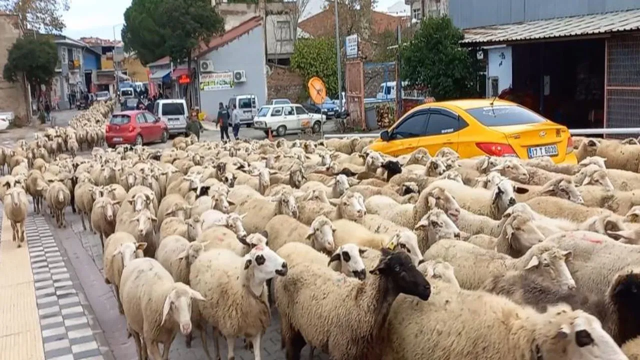 Kent merkezinden geçen koyun sürüsü ilginç görüntü oluşturdu