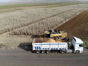 Mardin'de mısırı nem vurdu, ürünün kalitesi düştü