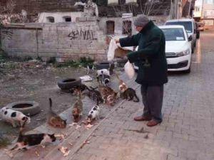 Tekirdağ'da kedi sokağı