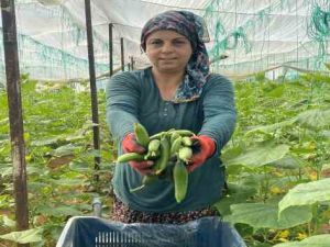 Antalyalı üretici kadınlar, Kadınlar Günü'nü serada ürün toplayarak geçirdi