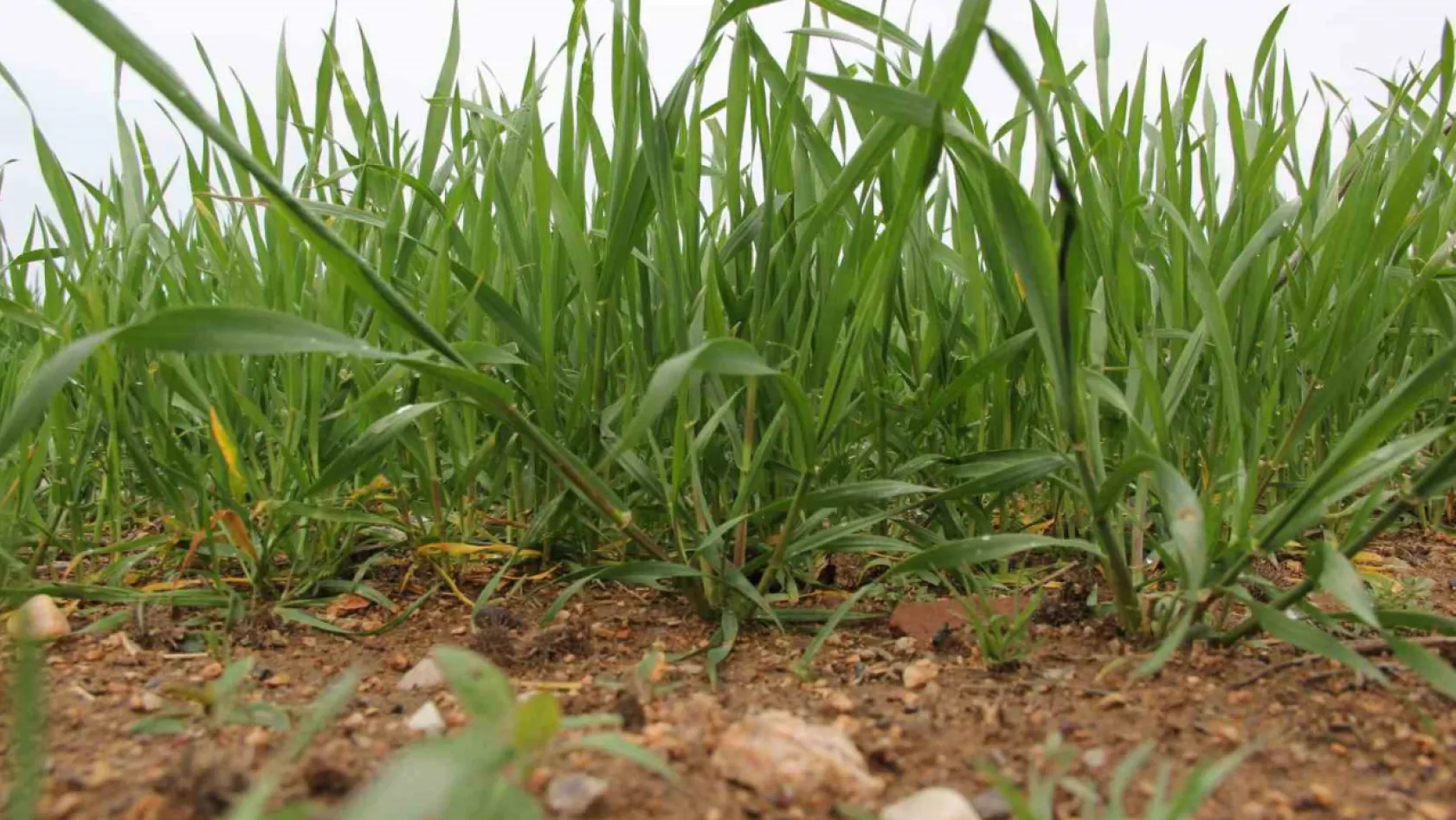 Buğdaydan sevindirici haber: Yağışlar buğdayı kalkındırdı